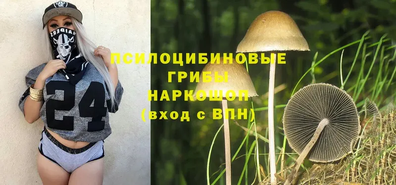 Галлюциногенные грибы Psilocybine cubensis  Лихославль 